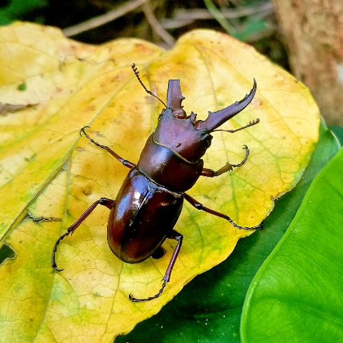 クワガタ写真 10